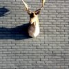 Trophy head of a fallow deer