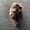 Taxidermy Kopf  ein Moschusochse