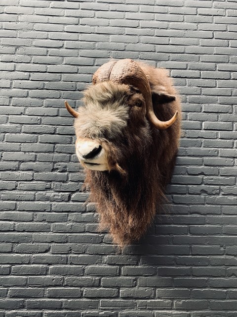 Trophy head of a Musk Ox