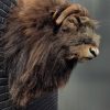 Trophy head of a Musk Ox