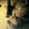 Trophy head of Spanish Ibex.