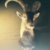 Trophy head of Spanish Ibex.