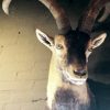 Trophy head of Spanish Ibex.