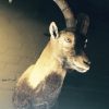 Trophy head of Spanish Ibex.