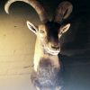 Trophy head of Spanish Ibex.