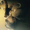 Trophy head of Spanish Ibex.