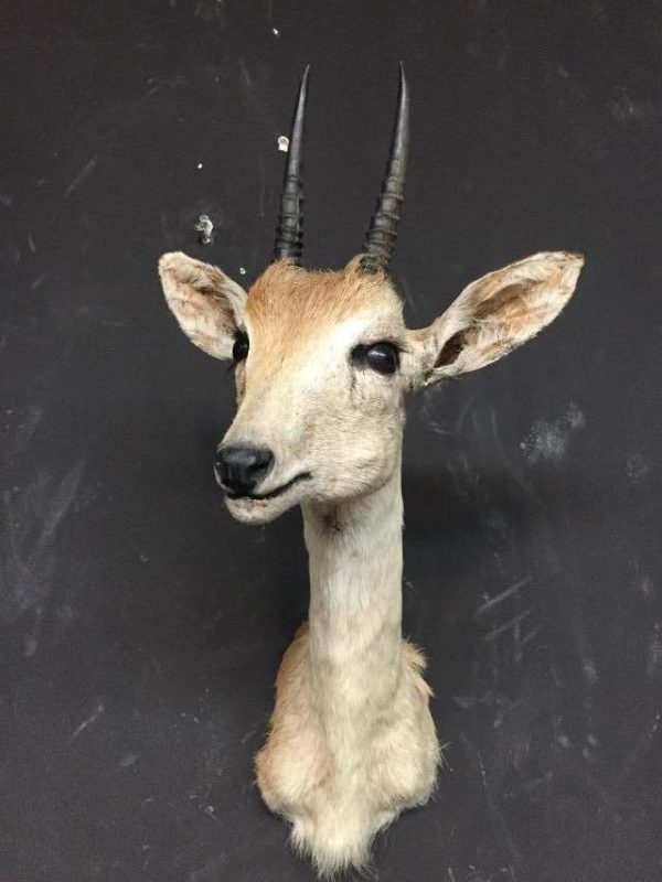 Two hunting trophies from old stuffed duikers