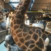 Unieke en kolossale opgezette kop van een giraffe op een pedestal