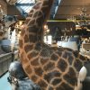 Unique and colossal stuffed head of a giraffe on a pedestal