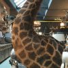 Unique and colossal stuffed head of a giraffe on a pedestal