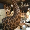 Unique and colossal stuffed head of a giraffe on a pedestal