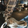 Unieke en kolossale opgezette kop van een giraffe op een pedestal