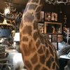 Unieke en kolossale opgezette kop van een giraffe op een pedestal
