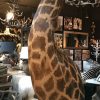 Unique and colossal stuffed head of a giraffe on a pedestal