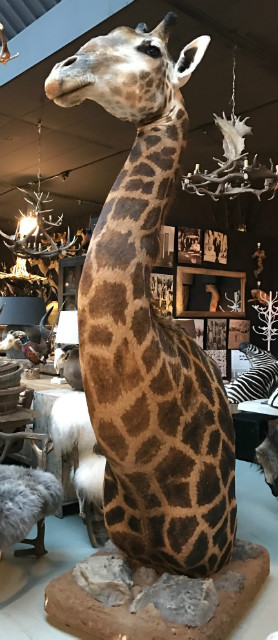 Unique and colossal stuffed head of a giraffe on a pedestal