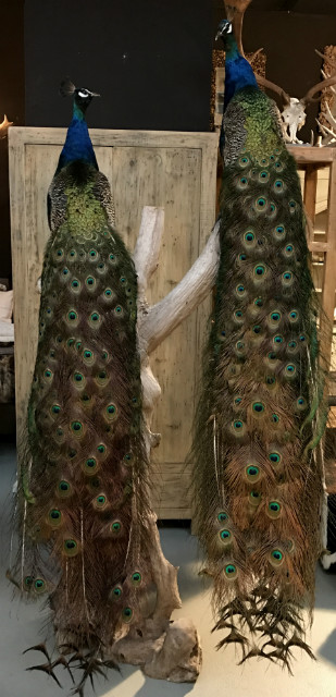 Unique composition of two large blue peacocks.