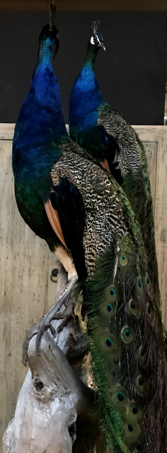 Unique composition of two large blue peacocks.