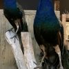 Unique composition of two large blue peacocks.