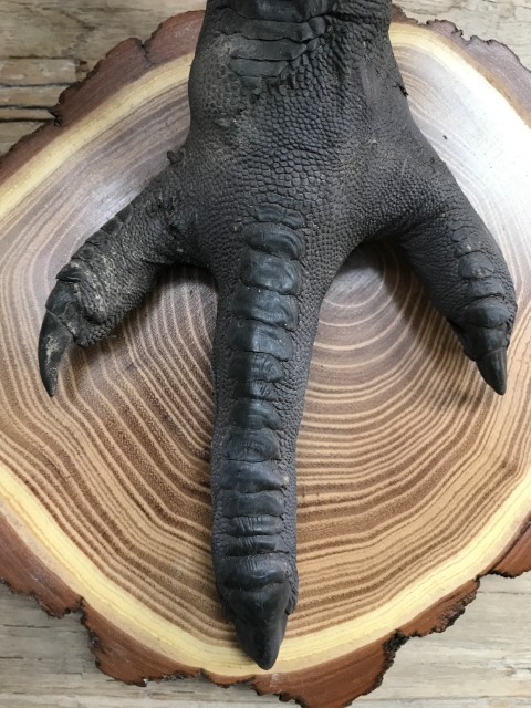Unique lamps made of ostrich paws.