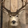 Mounted head of a huge Hungarian steppe bull.