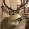 Unique taxidermy head of an American Muledeer