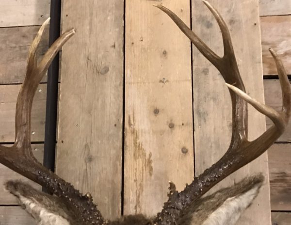 Unique taxidermy head of an American Muledeer