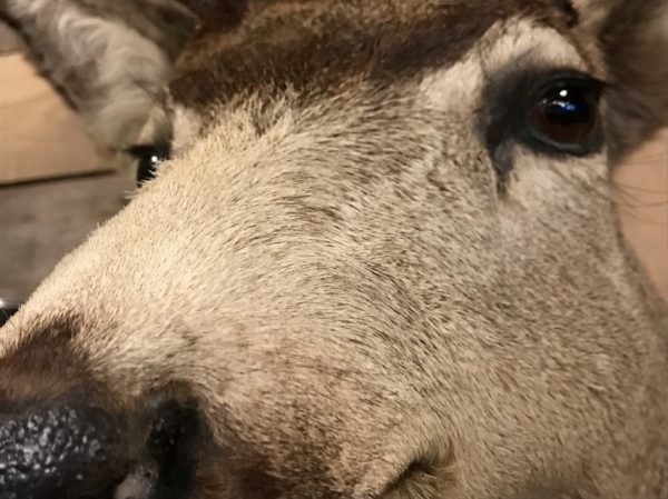 Unique taxidermy head of an American Muledeer