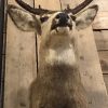 Unique taxidermy head of an American Muledeer