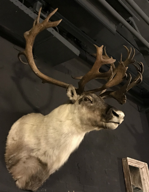 Unique trophy head of a caribou.