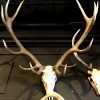 Various extremely heavy antlers