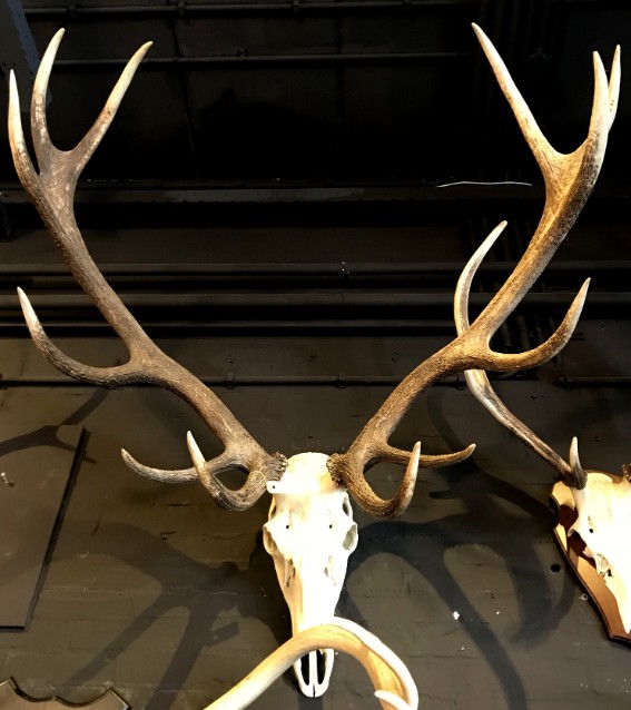 Various extremely heavy antlers