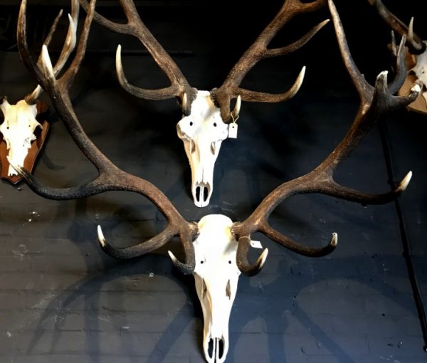 Various extremely heavy antlers