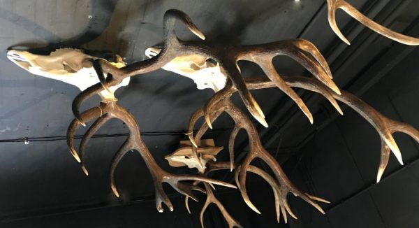 Various extremely heavy antlers