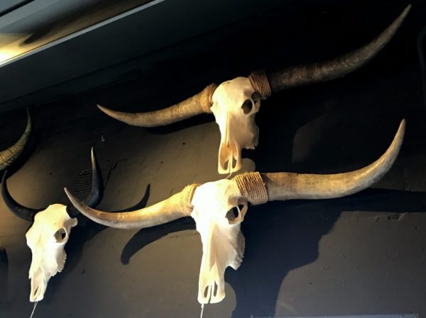 Mehrere große Schädel Longhorns, Yak, Wasserbüffel und ungarisch Steppenrind
