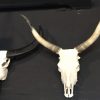 Mehrere große Schädel Longhorns, Yak, Wasserbüffel und ungarisch Steppenrind