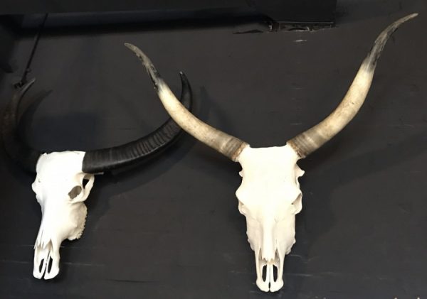 Various large skulls of longhorns, yak, water buffalo and Hungarian steppe catle