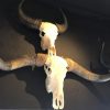 Large bleached water buffalo skull on a Belgian hard stone pedestal