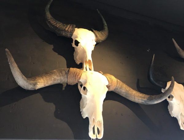 Diverse grote schedels van longhoorns, yak, waterbuffel en Hongaars steppenrund