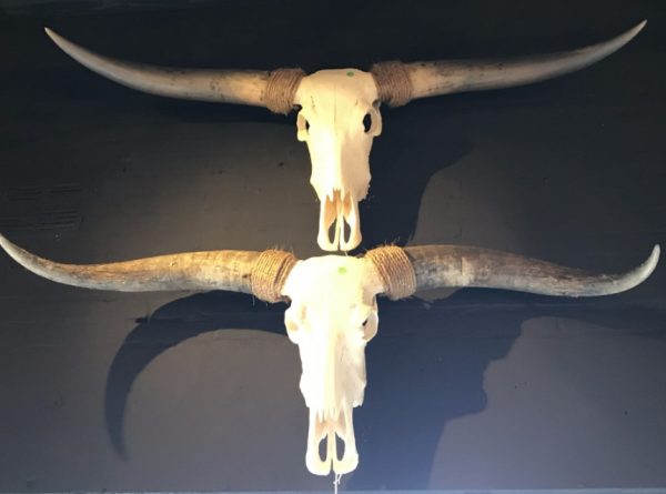 Diverse grote schedels van longhoorns, yak, waterbuffel en Hongaars steppenrund