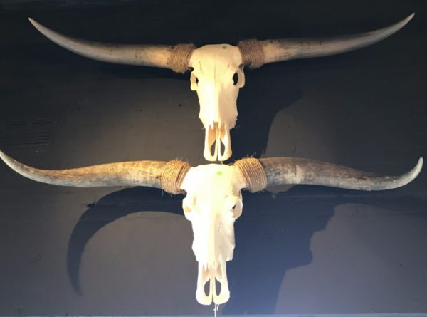 Mehrere große Schädel Longhorns, Yak, Wasserbüffel und ungarisch Steppenrind