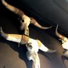 Mehrere große Schädel Longhorns, Yak, Wasserbüffel und ungarisch Steppenrind