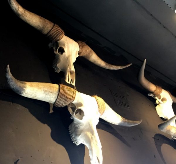 Mehrere große Schädel Longhorns, Yak, Wasserbüffel und ungarisch Steppenrind