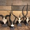 Various skulls of African antelopes