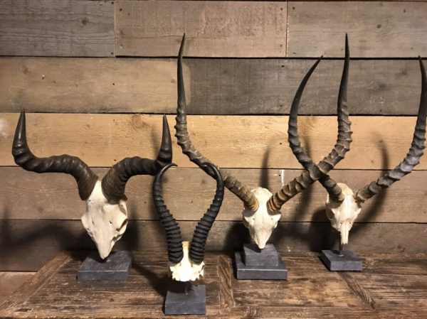 Various skulls of African antelopes