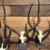 Mehrere Schädel von afrikanischen Antilopen