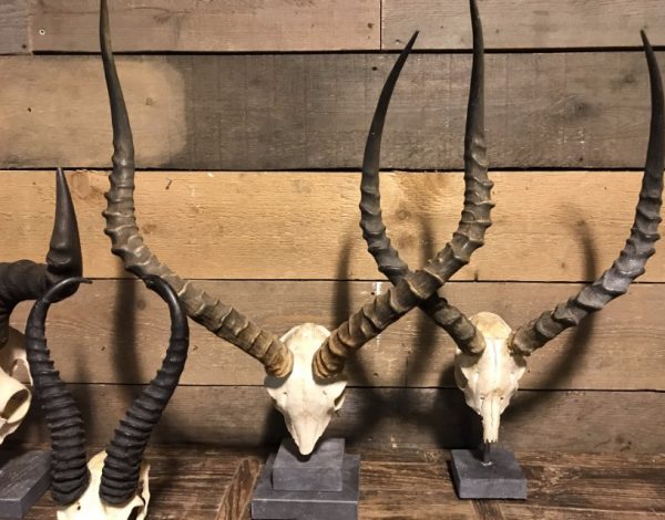 Various skulls of African antelopes