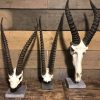 Various skulls of African antelopes.