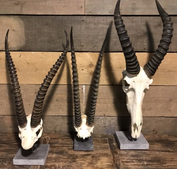 Various skulls of African antelopes.