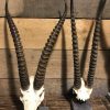 Various skulls of African antelopes.