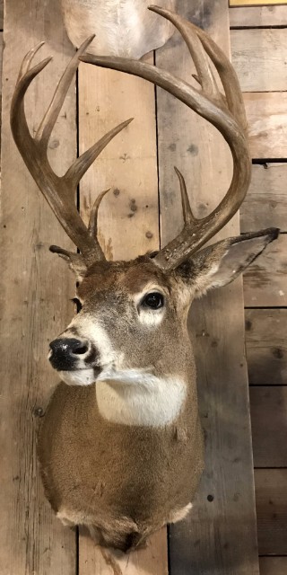 Zeer mooie opgezette kope van een kapitaal witstaart hert uit Canada.